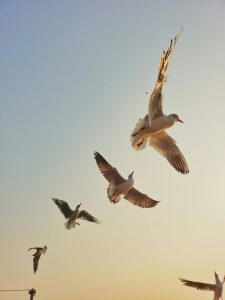 Mouettes volant dans le ciel, illustration pour la demande de devis obsèques